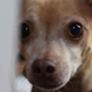 Meet your Posher, Heidi